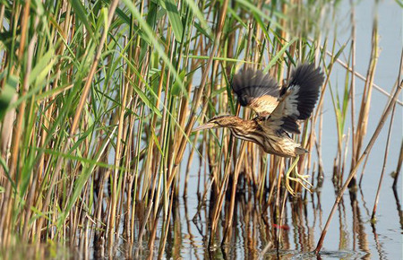 Photo from ARKive of the Little bittern (Ixobrychus minutus) - http://www.arkive.org/little-bittern/ixobrychus-minutus/image-G54726.html