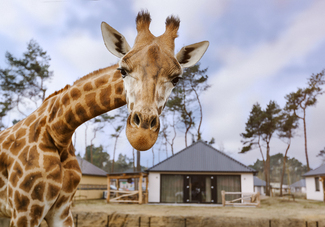 Safari Resort Beekse Bergen