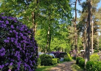 Bos- en heidecamping Zuid Ginkel