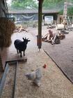 Dierenverzorgen stageplek - 