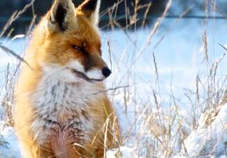 Vosseven 19 vrijstaand met veranda